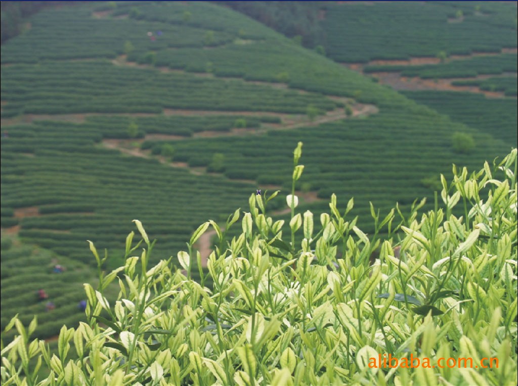 安吉白茶茶园风光