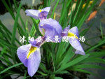大量供应各种西伯利亚鸢尾 