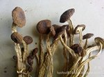 批发供应精品20斤一件中箱茶树菇,中条,厚帽(图)