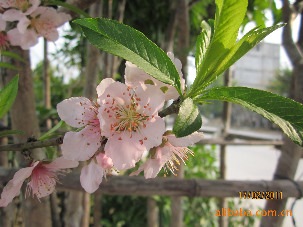 嫁接荔枝地苗、荔枝、芒果、黄皮、杨梅等果树