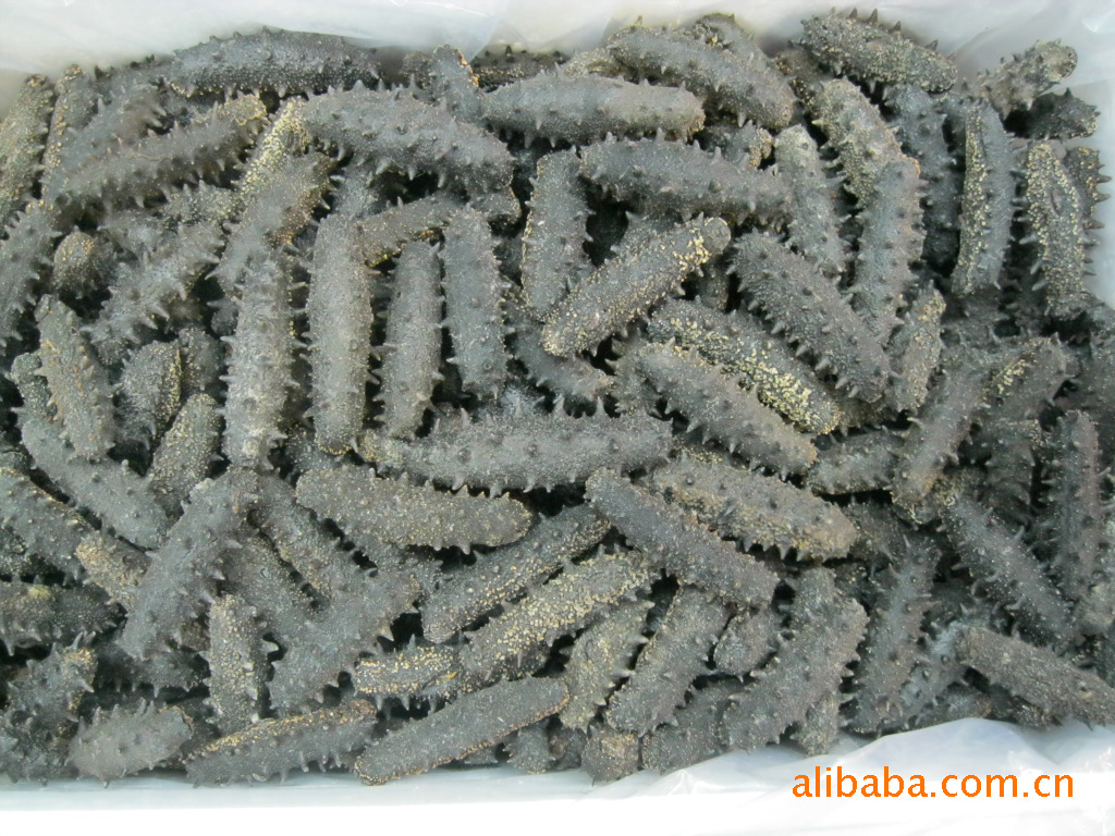 干制水产品-青岛特产老金海参 干度好 涨发率高