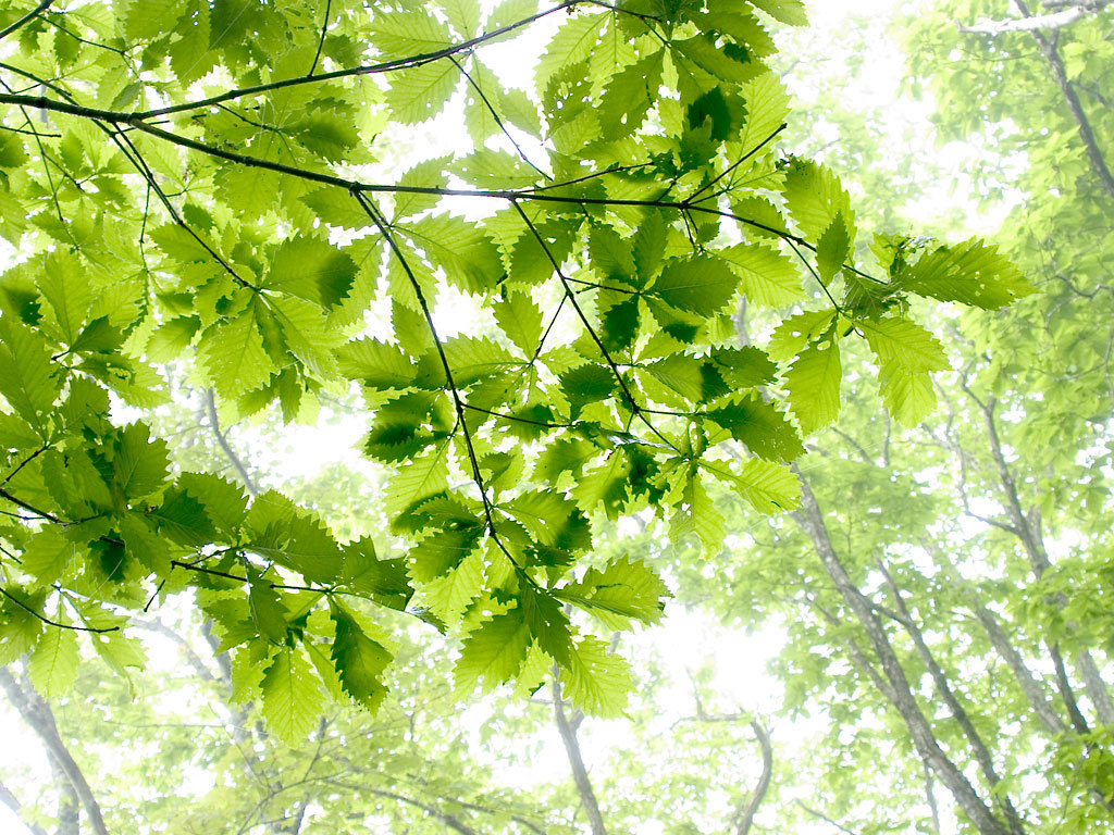 盛夏的记忆,很想一个人去旅行,放下沉重的包袱