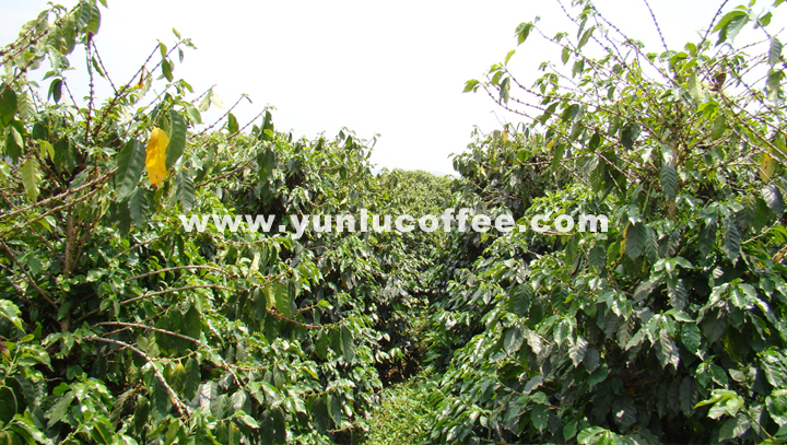 所有图片均系云潞咖啡原创作品，请勿抄袭盗用 