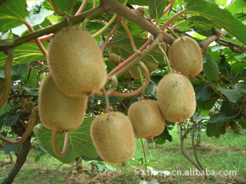 【优质提供猕猴桃鲜果 原产地生鲜水果】