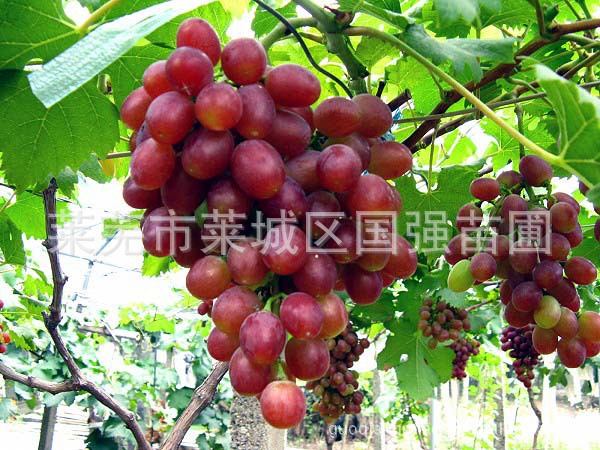 优质果树葡萄树图片,优质果树葡萄树图片大全