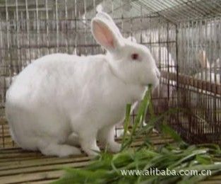 新起点上的四川“闯将”易游娱乐城- YY易游体育官方网站- 易游体育APP