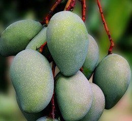 大量供应 新鲜芒果水果 灌头水果 批发 一级批发