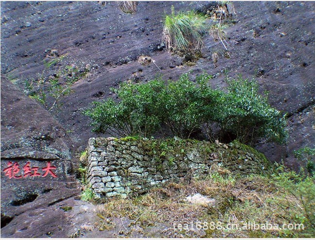 醇香岩韵大红袍 特级武夷岩茶 岩韵十足口感甘