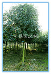 认养桂花树获赠一瓶桂花精油