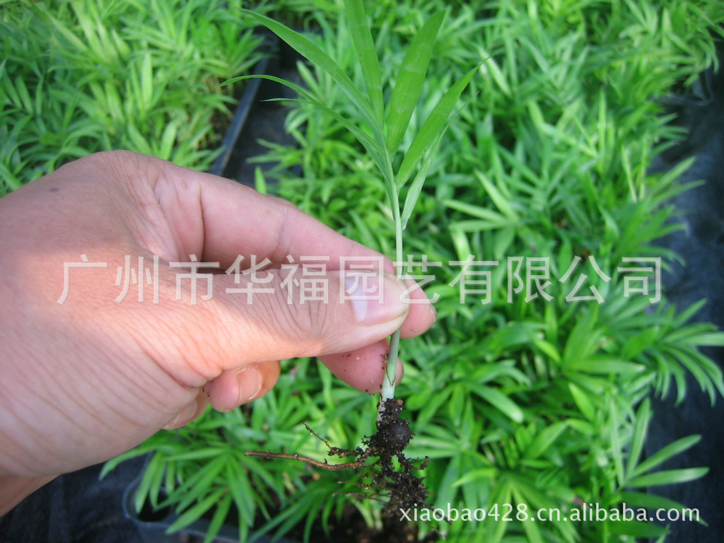 出售优质室内观叶植物袖珍椰子种苗 广州园林花卉苗木批发