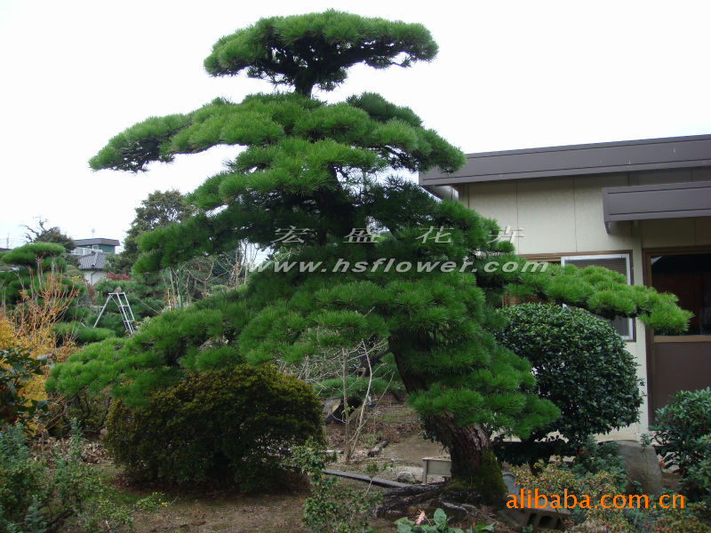 其他园林植物-大阪松销售-其他园林植物尽在阿