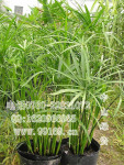 批发供应 风车草(旱伞草 水棕竹 水竹 伞草) 常绿水生绿化植物
