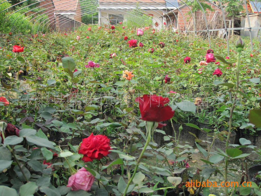 种苗、种子、种球-供应优质围墙将军-<em>马甲刺</em>、