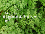 供应水芹 慈姑 再力花 