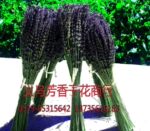 现货批发天然薰衣草味情人节礼品/就算爱情的浪漫干涸/她依然香