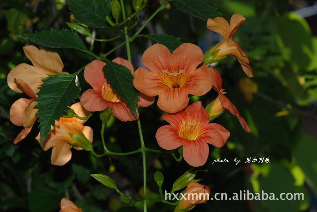 绿化苗木攀援植物 凌霄图片,绿化苗木攀援植物