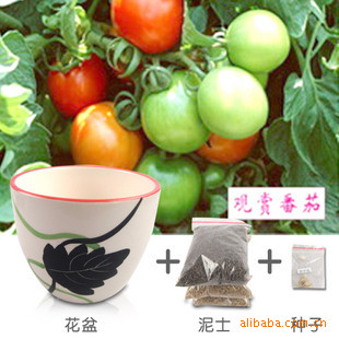 面观赏植物 家居小装饰 观赏番茄 小盆栽种子 图