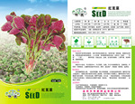 家庭农场系列品种-绿色种植环保健康-红苋菜