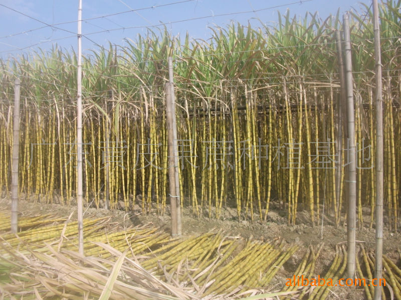 今年黄皮果蔗最高亩产值达到2.2万元_酬志品质