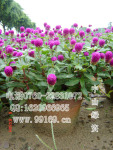 供应 百日红(千日红)常年供应时花 四季花袋苗盆苗 观赏植物 图