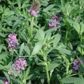 紫花苜蓿 牧草种子