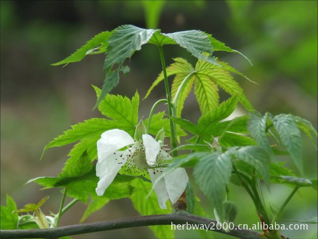 长沙旭禾生物供应甜茶提取物/70%甜茶甙/75%甜茶多酚