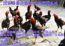 江苏南通鸡