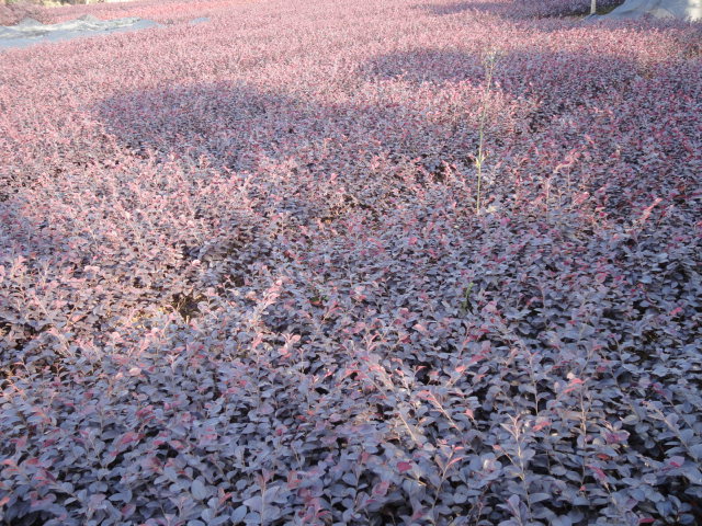 自产自销大量供应红花继木红花继木球