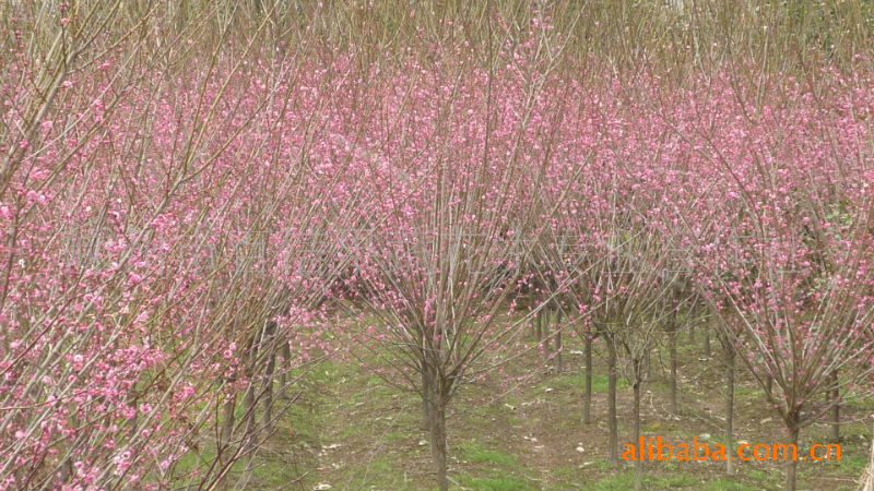 供应绿化苗木 花梅 红梅 花梅 红梅 等观赏花木