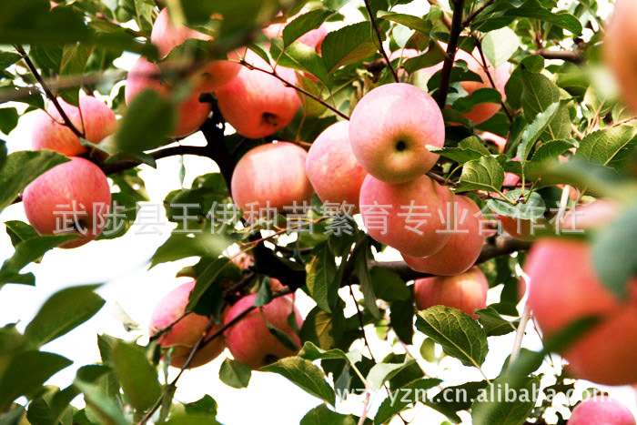 优质苹果苗 晚熟品种 烟富六号 肉质硬脆汁多 -