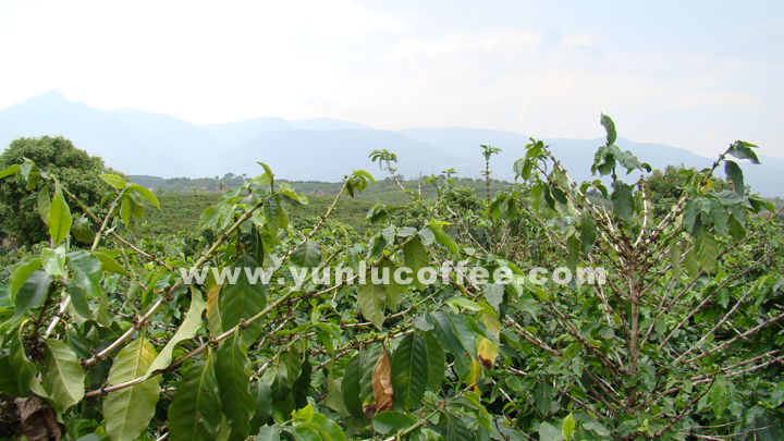 所有图片均系云潞咖啡原创作品，请勿抄袭盗用 