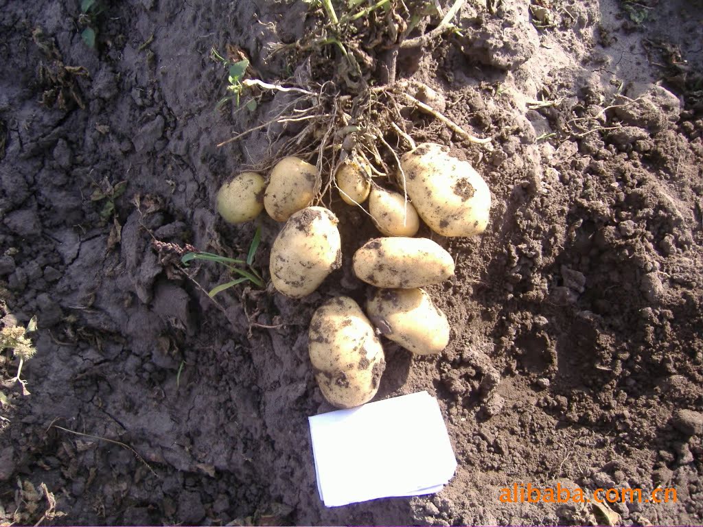 【高产土豆种803】内蒙古优质高产品种 图片
