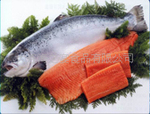 供应马哈鱼/马哈鱼片//日式料理/水产品