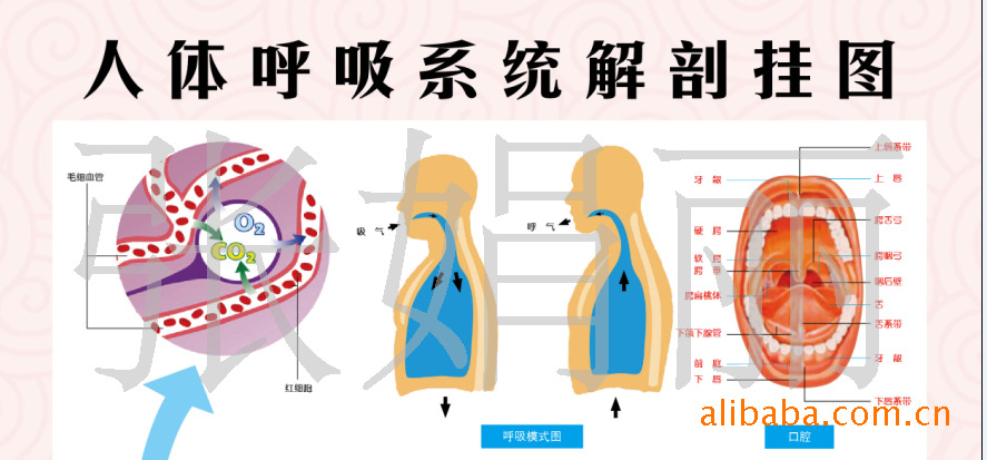 肺脏解剖,呼吸示意图,肺叶解剖,人体呼吸系统解剖挂图