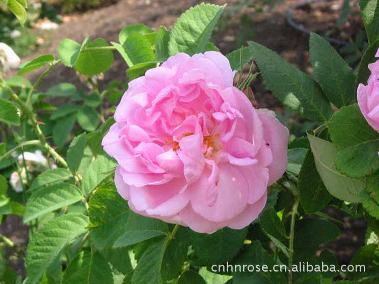 大马士革玫瑰花与一般玫瑰花有什么不同