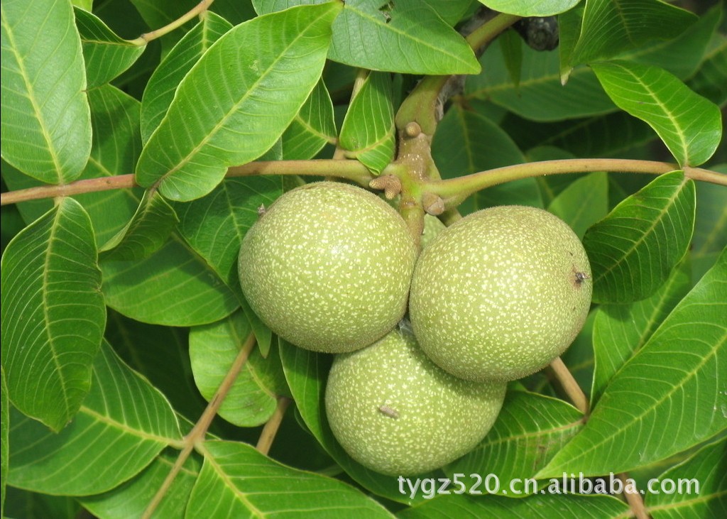 【纯天然坚果、食用药材绿色养生功能性自制固