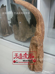 纯天然*单牛角型 越南沉香木 沉香树