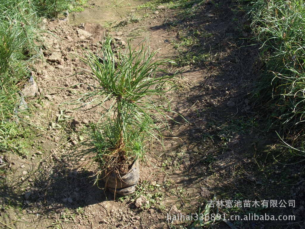 樟子松营养杯苗3年,红松苗2年生 5年生