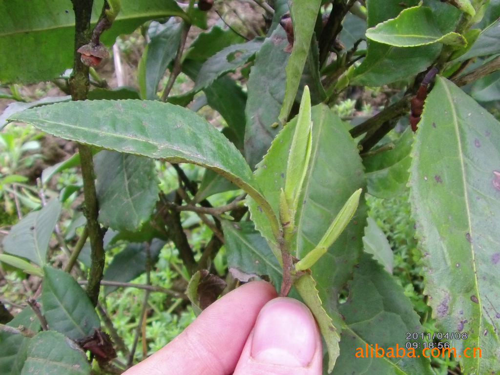 新茶上市--富含锌硒凤