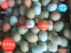 自产自销绿壳鸡蛋 05-24