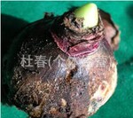 大量批发水仙种球/水仙花种子