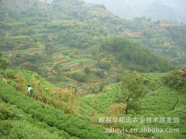 供应 丰乐种业 优质 高产 高抗 玉米种 浚单20 2