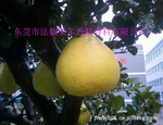 ��Ӧϴ�Ӽ��㾫����ϴ���㾫���������ͣ���Ҷ