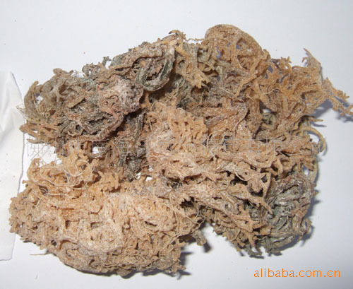 【供应印尼进口海藻|麒麟菜|卡拉胶原料|每吨1