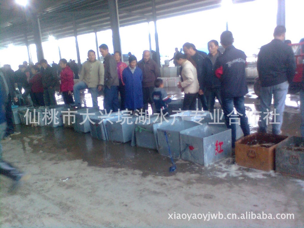 【大量销售商品养殖黄鳝.养殖泥鳅。以及野生