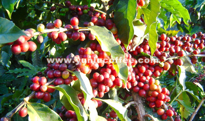 所有图片均系云潞咖啡原创作品，请勿抄袭盗用 