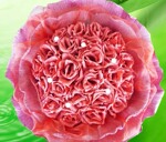 ˼�� 24�䴿��õ�� ��ͨ���� ���ϰ� ʥ���� ���˽� ������Ʒ