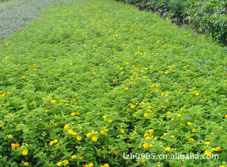 园林绿化苗木 马缨丹黄花 lantana camara