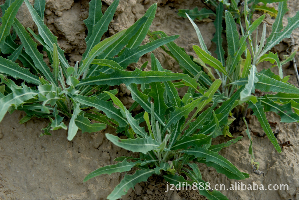 药用保健茶-陕北特产 有机<em>苦菜</em>茶 <em>苦菜</em>-药用保