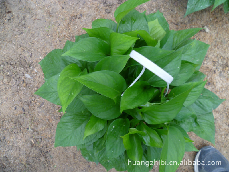 广州基地热销 特优潇湘牌绿萝吊兰 室内观叶植